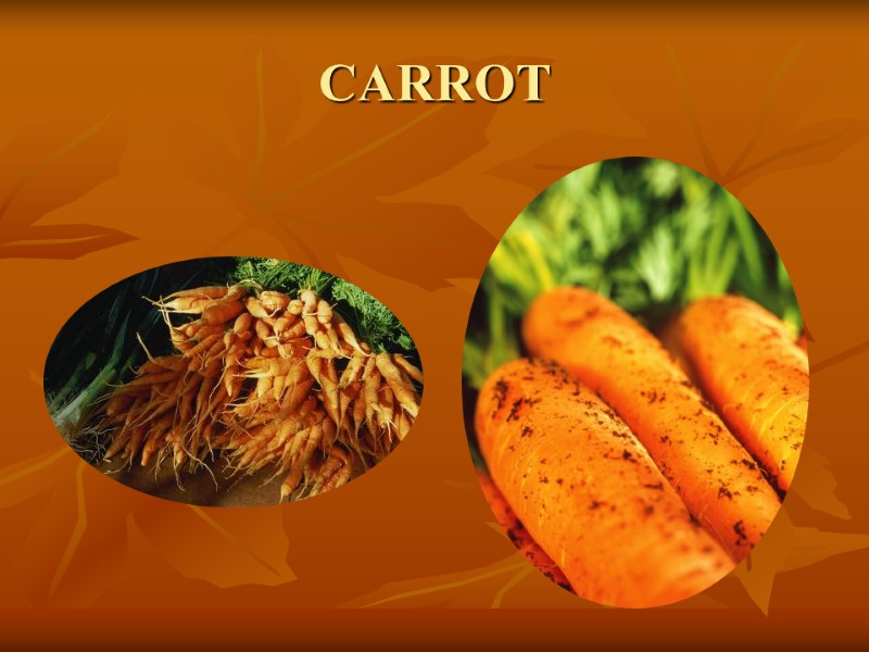 CARROT